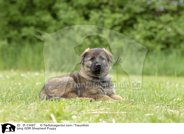 lying GDR Shepherd Puppy / IF-13487