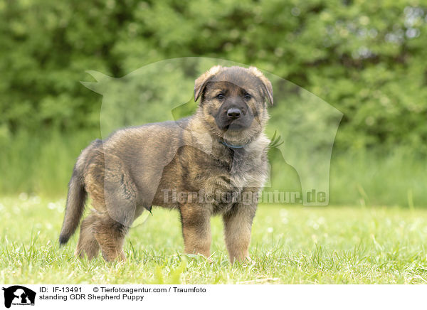 standing GDR Shepherd Puppy / IF-13491