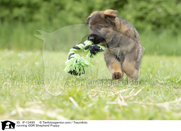 running GDR Shepherd Puppy / IF-13495