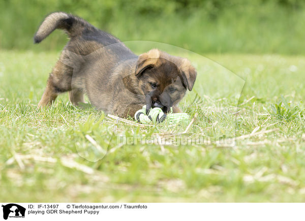 playing GDR Shepherd Puppy / IF-13497