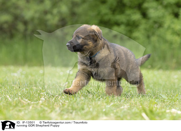 running GDR Shepherd Puppy / IF-13501