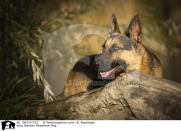 liegender Deutscher Schferhund / lying German Shepherd Dog / DST-01127