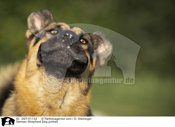 German Shepherd Dog portrait / DST-01132