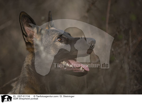 GDR Shepherd portrait / DST-01134