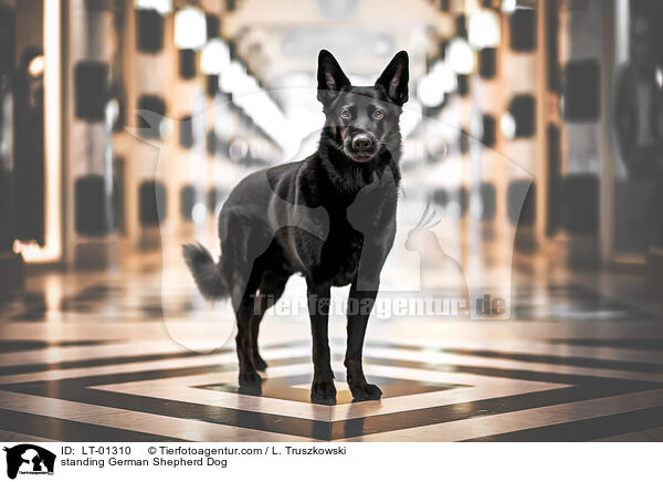 standing German Shepherd Dog / LT-01310