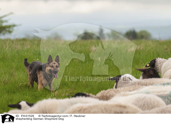 shepherding German Shepherd Dog / FH-01526