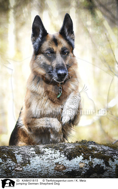springender Deutscher Schferhund / jumping German Shepherd Dog / KAM-01815