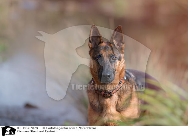 Deutscher Schferhund Portrait / German Shepherd Portrait / BS-07873