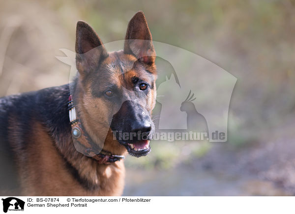 Deutscher Schferhund Portrait / German Shepherd Portrait / BS-07874
