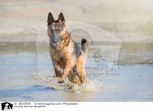 rennender Deutscher Schferhund / running German Shepherd / BS-07878