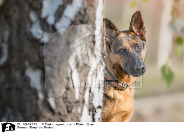 Deutscher Schferhund Portrait / German Shepherd Portrait / BS-07892