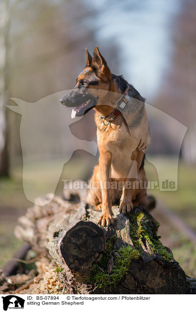 sitzender Deutscher Schferhund / sitting German Shepherd / BS-07894