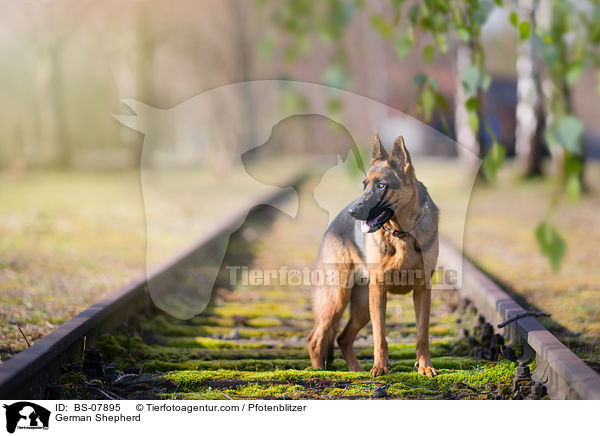 Deutscher Schferhund / German Shepherd / BS-07895