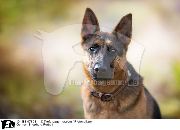 Deutscher Schferhund Portrait / German Shepherd Portrait / BS-07898