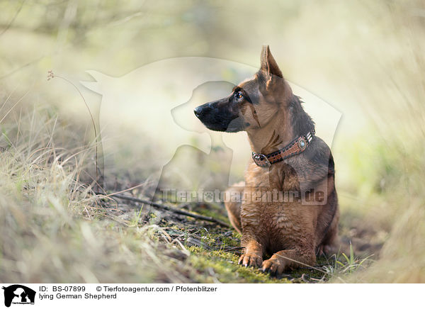 liegender Deutscher Schferhund / lying German Shepherd / BS-07899