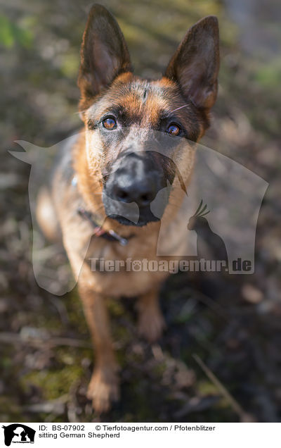 sitzender Deutscher Schferhund / sitting German Shepherd / BS-07902