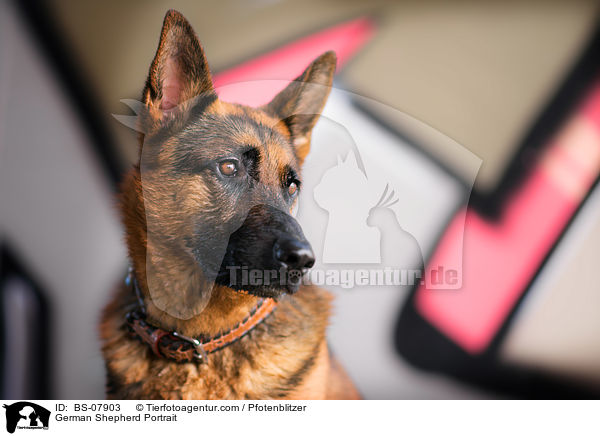 Deutscher Schferhund Portrait / German Shepherd Portrait / BS-07903