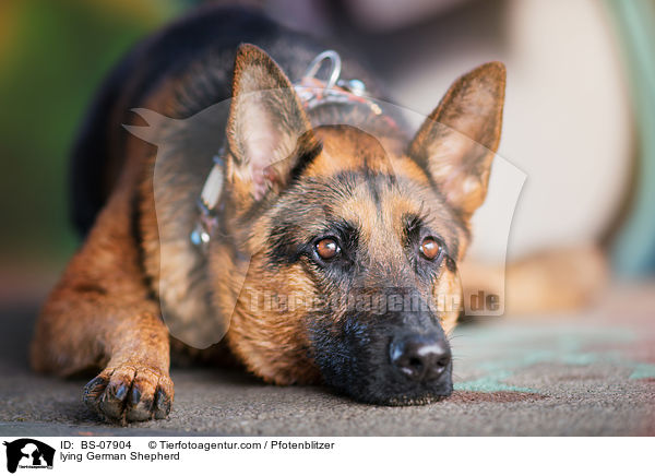 liegender Deutscher Schferhund / lying German Shepherd / BS-07904