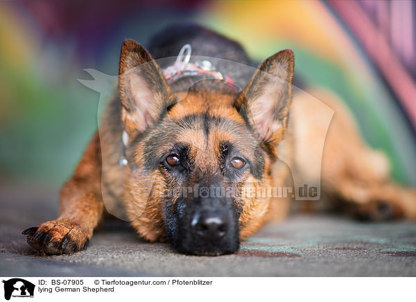 liegender Deutscher Schferhund / lying German Shepherd / BS-07905