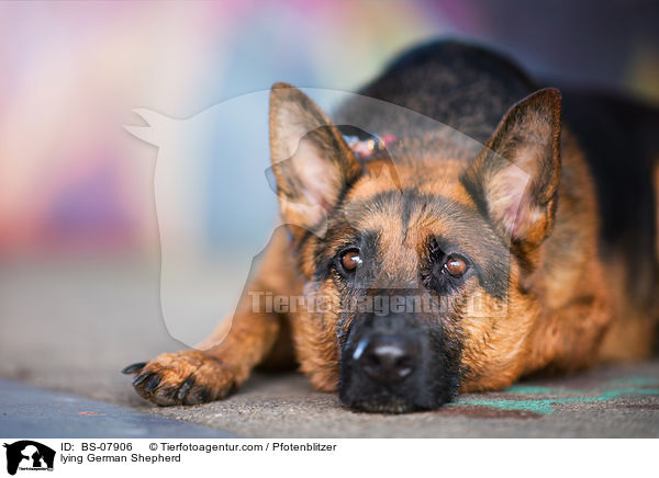 liegender Deutscher Schferhund / lying German Shepherd / BS-07906