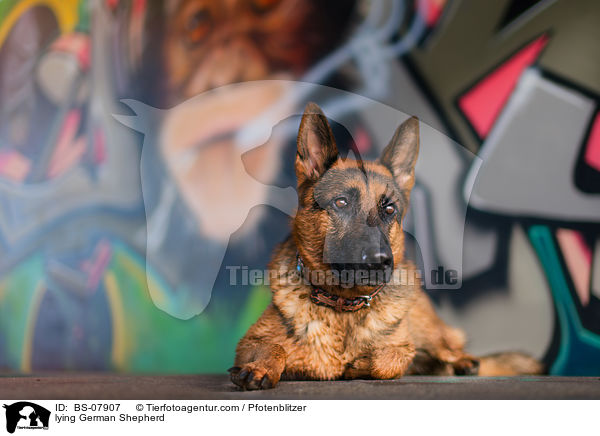 liegender Deutscher Schferhund / lying German Shepherd / BS-07907