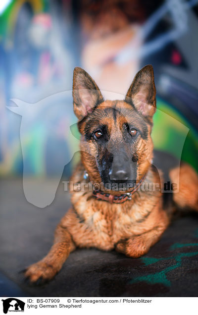 lying German Shepherd / BS-07909