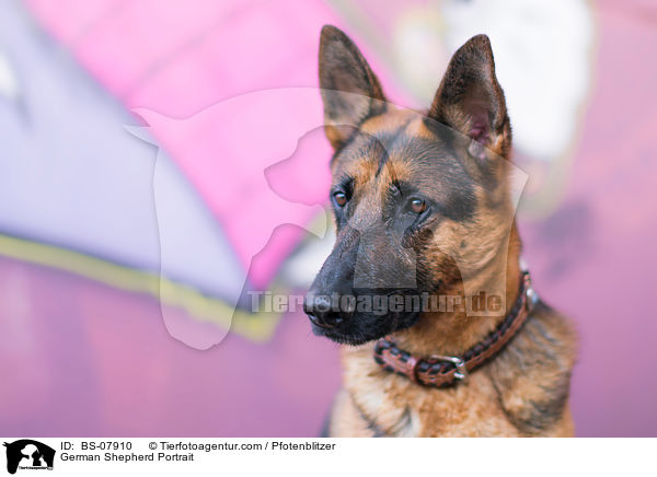 Deutscher Schferhund Portrait / German Shepherd Portrait / BS-07910