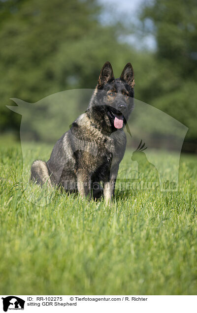 sitting GDR Shepherd / RR-102275