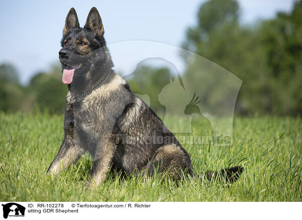 sitting GDR Shepherd / RR-102278