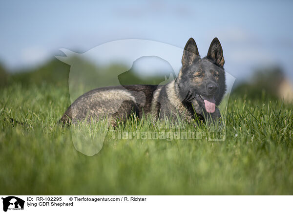 lying GDR Shepherd / RR-102295