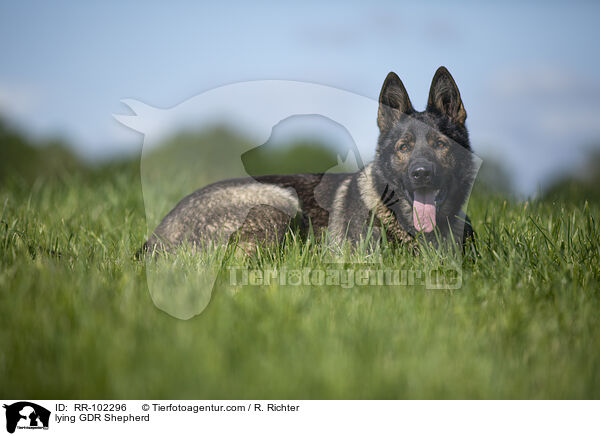 lying GDR Shepherd / RR-102296