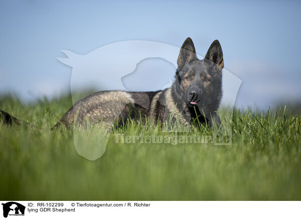 lying GDR Shepherd / RR-102299