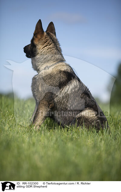 sitting GDR Shepherd / RR-102300