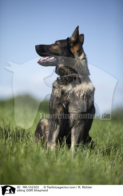 sitting GDR Shepherd / RR-102302