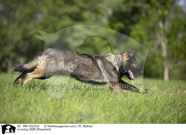 running GDR Shepherd / RR-102333