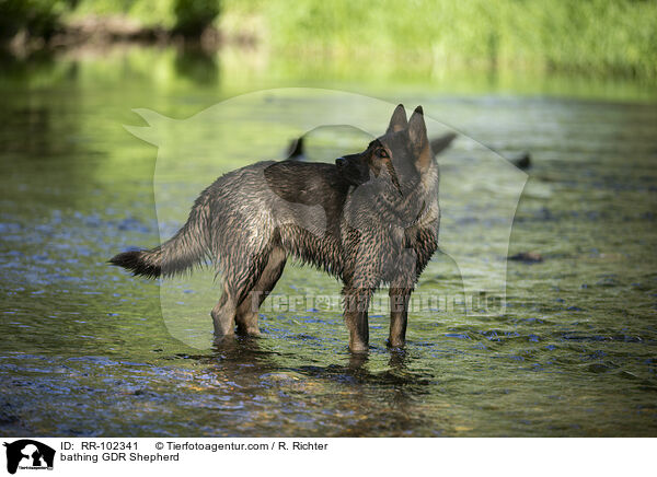 bathing GDR Shepherd / RR-102341