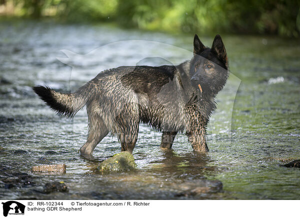 bathing GDR Shepherd / RR-102344