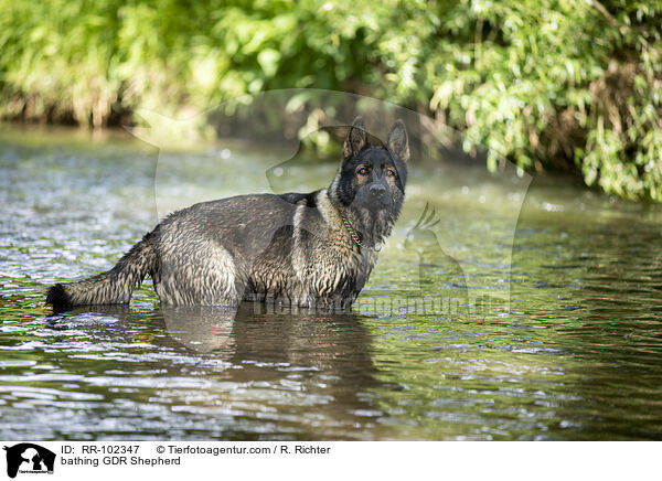 bathing GDR Shepherd / RR-102347