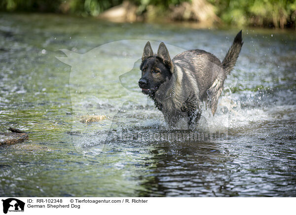 German Shepherd Dog / RR-102348