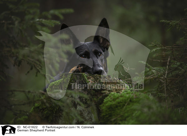 German Shepherd Portrait / NC-01822