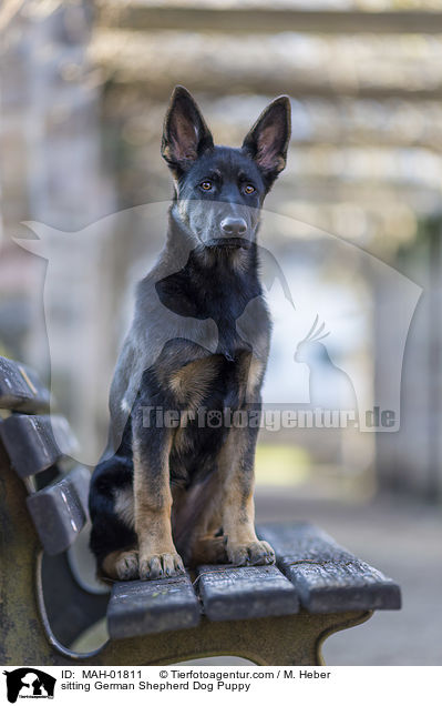 sitzender Deutscher Schferhund Welpe / sitting German Shepherd Dog Puppy / MAH-01811
