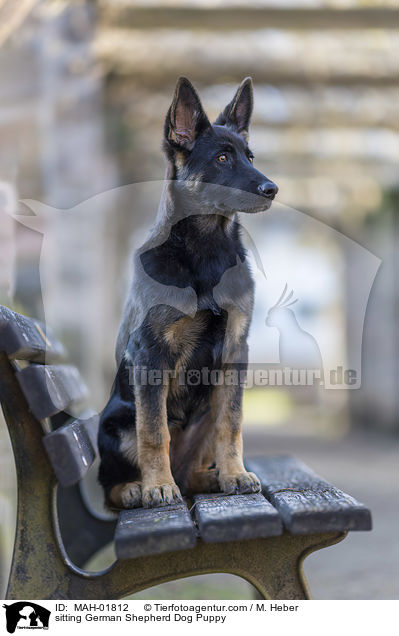 sitzender Deutscher Schferhund Welpe / sitting German Shepherd Dog Puppy / MAH-01812
