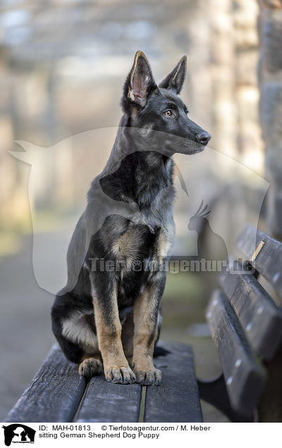 sitzender Deutscher Schferhund Welpe / sitting German Shepherd Dog Puppy / MAH-01813