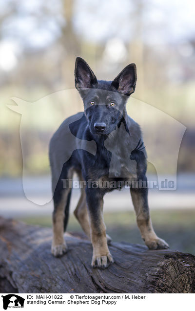 stehender Deutscher Schferhund Welpe / standing German Shepherd Dog Puppy / MAH-01822
