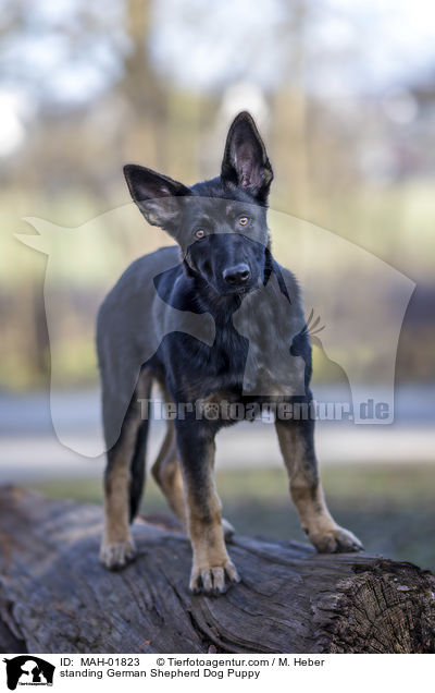 stehender Deutscher Schferhund Welpe / standing German Shepherd Dog Puppy / MAH-01823
