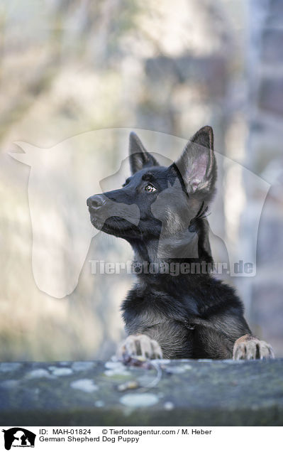 Deutscher Schferhund Welpe / German Shepherd Dog Puppy / MAH-01824