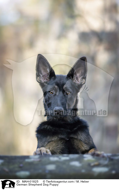 Deutscher Schferhund Welpe / German Shepherd Dog Puppy / MAH-01825