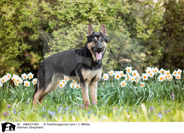 Deutscher Schferhund / German Shepherd / JAM-01584