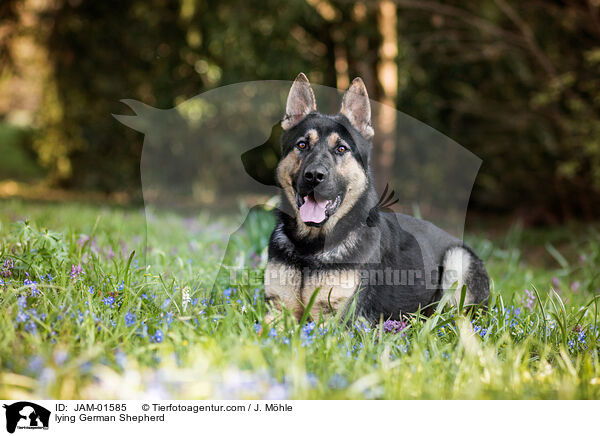 liegender Deutscher Schferhund / lying German Shepherd / JAM-01585
