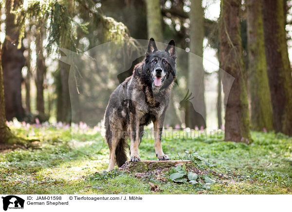 German Shepherd / JAM-01598